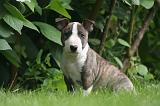 BULL TERRIER MINIATURE 128